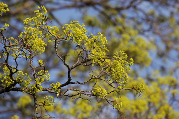 Spring trees. The first young leaves appeared. Nature renewal. New season