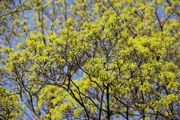 The tops of spring trees. The first young leaves appeared. Nature renewal