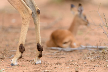 Impala baby, impala calf in the wilderness with impala mom gazelle antelope