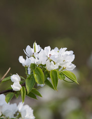 Closeup flowering branch with white flowers. Selective focus. Copy space. Vertical orientation.