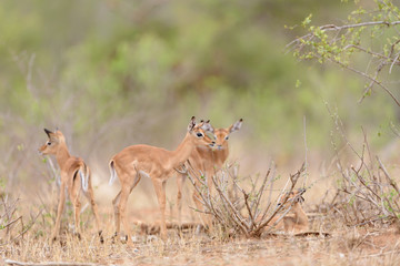 Impala baby, impala calf in the wilderness with impala mom gazelle antelope