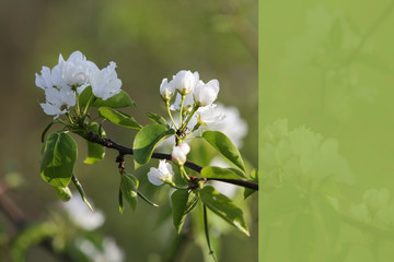 Spring. Closeup flowering branch with white flowers. Selective focus. Copy space.