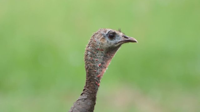 wild turkey hen alert, raises head watching for predators