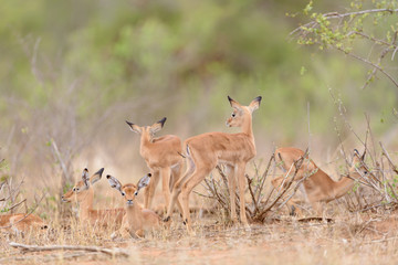 Impala baby, impala calf in the wilderness with impala mom gazelle antelope