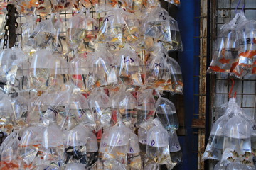 he bags of tropical fishes in Mong Kok Goldfish street