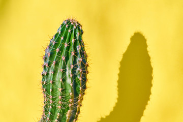 Green cactus Summer style. Artistic Design. Yellow background