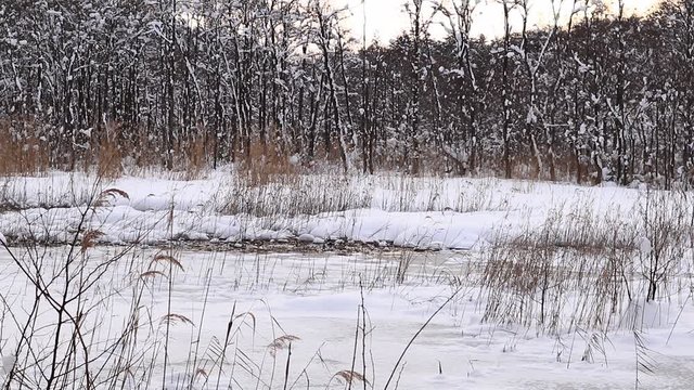 雪の凍った沼　ススキ　冬の自然風景