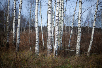 Birch grove in the field. Beautiful landscape of the forest. Thickets of plants in open space.