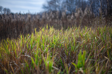 Background of plants in the field. Beautiful herbs in the field. Texture of winding field plants.