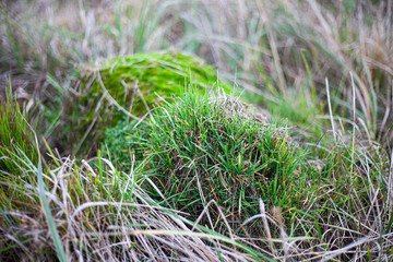 Background of plants in the field. Beautiful herbs in the field. Texture of winding field plants.