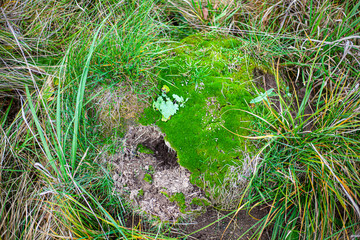 Background of plants in the field. Beautiful herbs in the field. Texture of winding field plants.