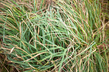 Background of plants in the field. Beautiful herbs in the field. Texture of winding field plants.
