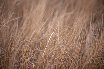 Background of plants in the field. Beautiful herbs in the field. Texture of winding field plants.