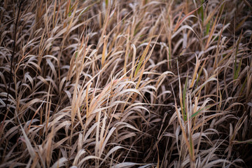 Background of plants in the field. Beautiful herbs in the field. Texture of winding field plants.