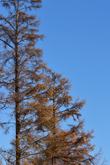 Obraz premium 晩秋の紅葉したカラマツ