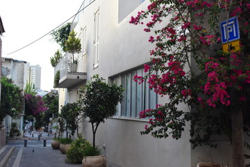 Potted plants in front of a building in Florentin Tel Aviv Israel - obrazy, fototapety, plakaty