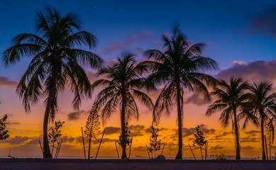 Obraz na płótnie Canvas palm sunset tropical tree beach sunset sunrise florida cuba miami sky silhouette landscape sea island ocean blue orange summer dusk vacation