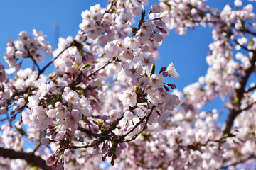 薄ピンクの桜と青空