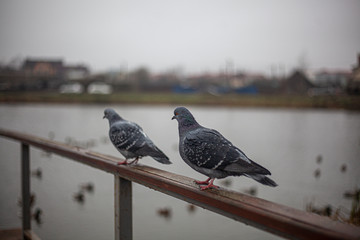 A pigeon sits on the railing in a city park. Pigeon on the pond waiting for bread. Bird getting ready for flight. Close-up shot of two winged animal.