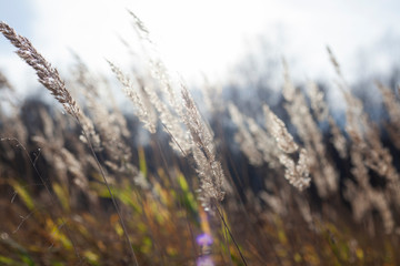 Dry herbs in the fall. Natural background of calm shades of dried plants. Calm landscape in the...