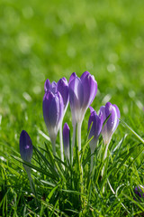 Early spring bright violet crocus chrysanthus flowers with water drops on petals. Spring flowers for holiday design