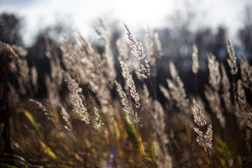 Dry herbs in the fall. Natural background of calm shades of dried plants. Calm landscape in the...