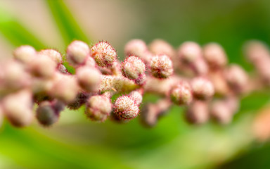 flowers of a tree