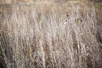 Dry herbs in the fall. Natural background of calm shades of dried plants. Calm landscape in the field. Weed in the wild.