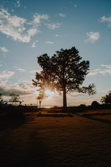 Fototapeta premium sunset over the tree
