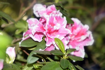 Pink flower of Azalea flowering shrubs in the genus Rhododendron. Far East, Russia.