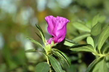 Flower of Flamenco with fuchsia color on a green background