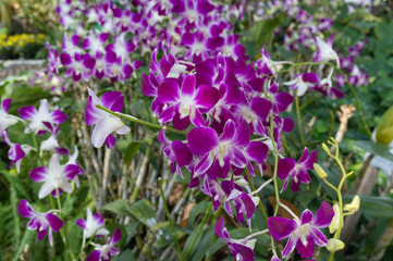 Beautiful purple orchids flower on a branch