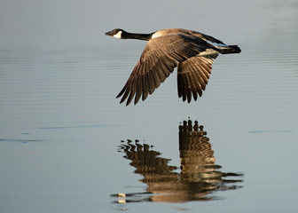 Canada Goose Flying Reflection