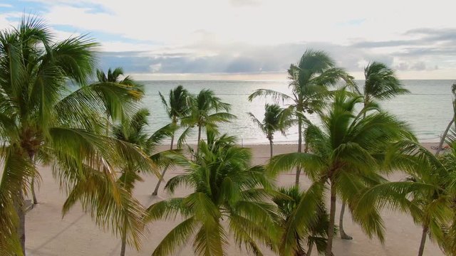 Palm trees with coconuts on tropical beach, aerial view, excotic travel destination in Dominican Republic