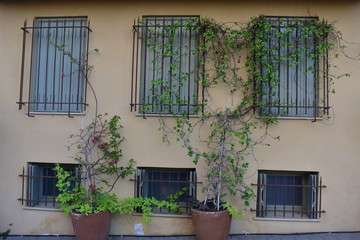 Potted plants sitting in front of a yellow building in Jaffa Israel