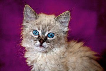 Cat playing on a black background