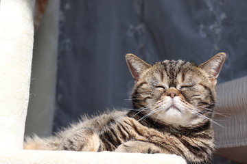 キュートな顔の猫アメリカンショートヘアー