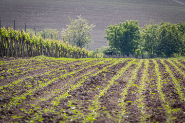 Fototapeta na wymiar Freshly Cleaned Cornfield Next To A Vineyard