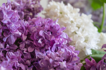 Purple lilac flowers close up. Spring flower floral background