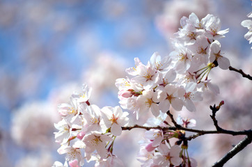 日本の春の花、桜の花のクローズアップ