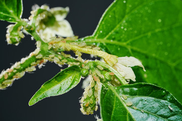 Insect pests, aphid, on the shoots and fruits of plants, Spider mite on flowers. Pepper attacked by malicious insects