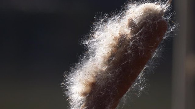 Wind blows fluff off of a cattail 4K