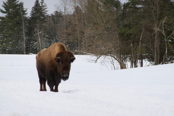 A bison in the woods