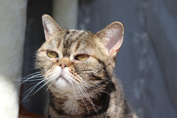 日の光の下のキュートな猫アメリカンショートヘアー