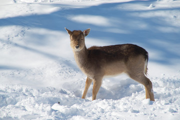 Obraz premium A deer in the woods
