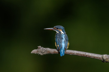 Kingfisher on a branch close up portrait