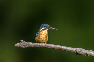 Kingfisher on a branch close up portrait