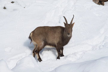 A lone ibex against a snowy cliff