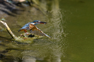 Flying kingfisher