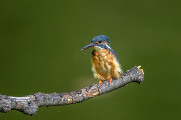 Kingfisher on a branch close up portrait